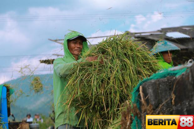 bulog jatim serap hasil panen hingga 300 ribu ton setara beras