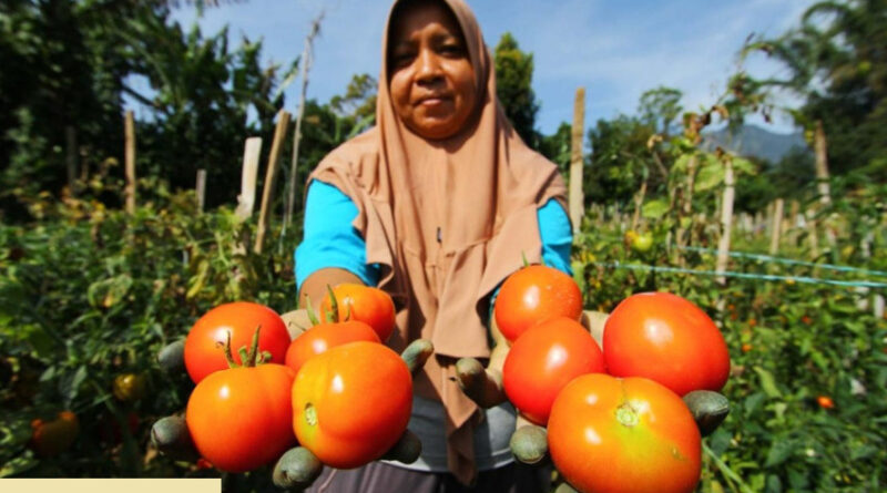 lawan cuaca tak menentu dengan tomat 5 khasiat alaminya untuk tingkatkan imunitas tubuh