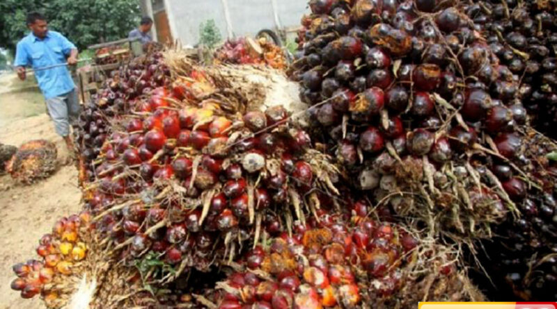 nilai ekspor sawit capai rp3325 triliun kepastian hukum jadi keharusan