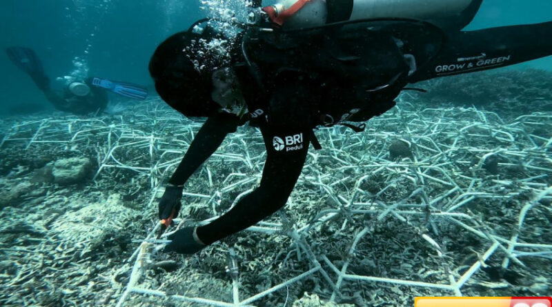 dari bri untuk bahari menanam asa menjaga ekosistem laut kapoposang