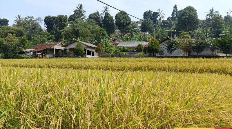 pengamat sebut kinerja mentan amran luar biasa target 4 tahun dicapai dalam 6 bulan