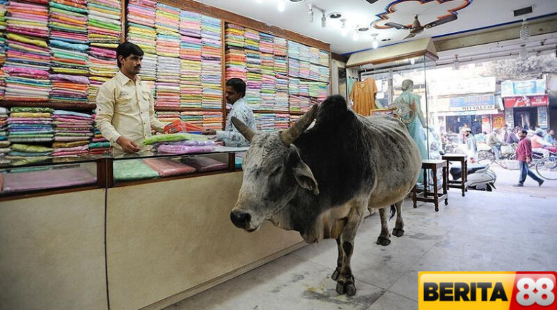 sapi india dipuja tapi puluhan orang tewas karena hukum perlindungan hewan suci kelompok vigilante