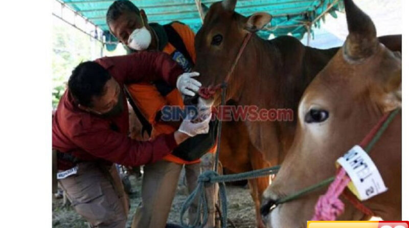 tata cara menyembelih hewan kurban menurut syariat islam