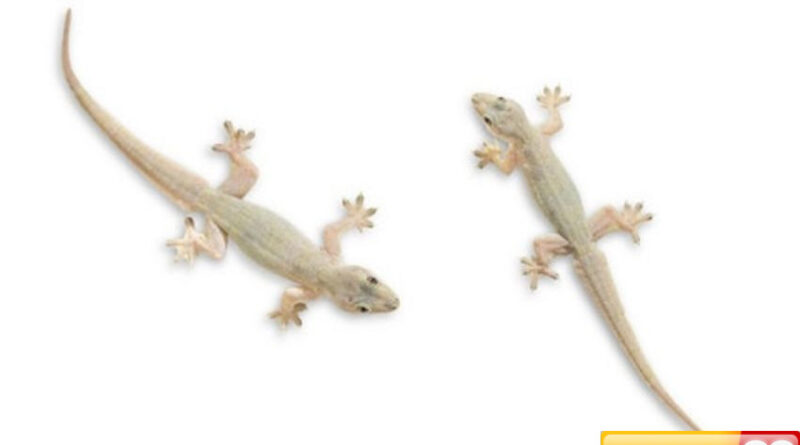 benarkah kotoran cicak termasuk najis begini pendapat ulama