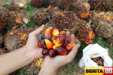 ekspor sawit indonesia sumbang lebih dari rp480 triliun per tahun