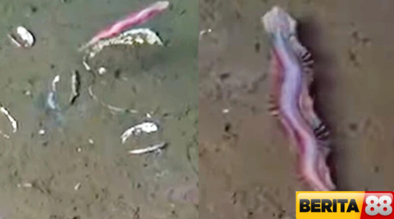 karpet ajaib hidup ditemukan di kosta rita spesies cacing yang jadi incaran penelitian