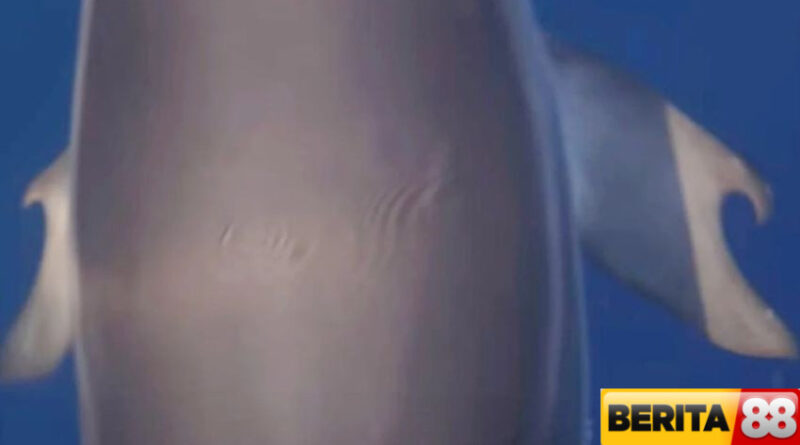 lumba lumba beribu jari ditemukan untuk pertama kalinya