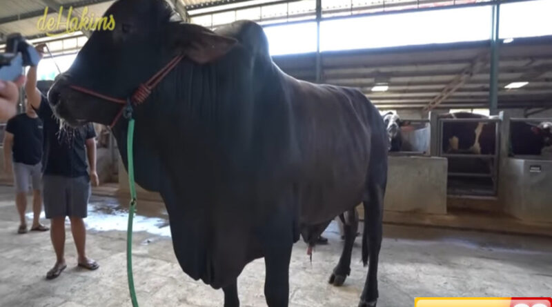 penampakan sapi jumbo hitam sonny septian hadiah kurban dari raffi ahmad