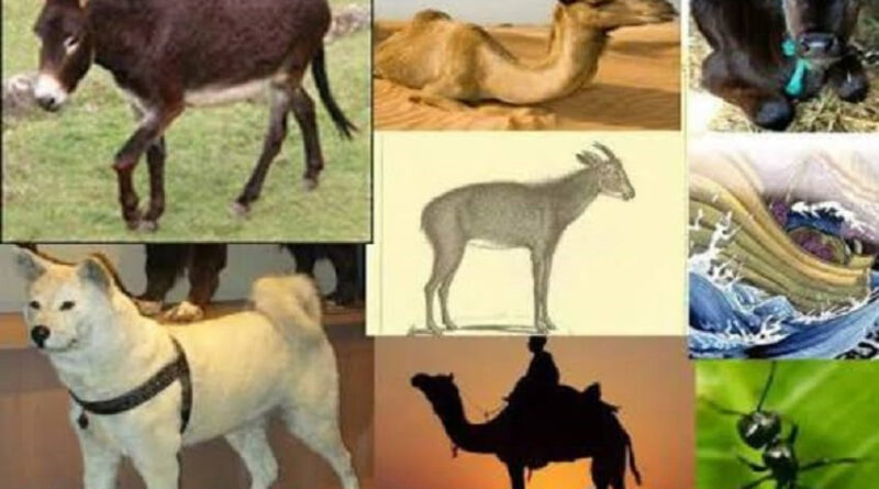 apakah hewan termasuk penghuni surga begini penjelasannya