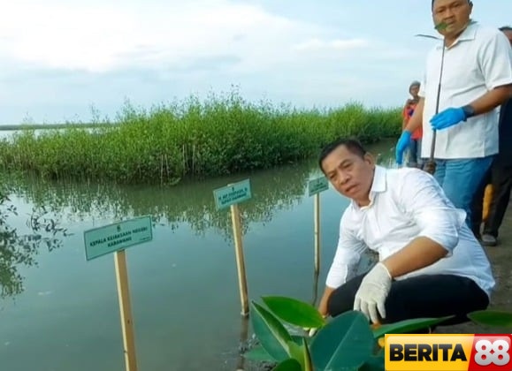 phe onwj serahkan 5000 bibit mangrove cegah abrasi di pesisir jawa barat