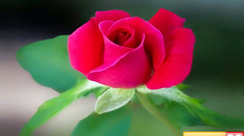 3 hal haram dari rambut kaum wanita wajib tahu