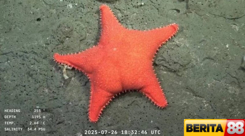 ilmuwan temukan patrick bintang laut pantat besar di argentina