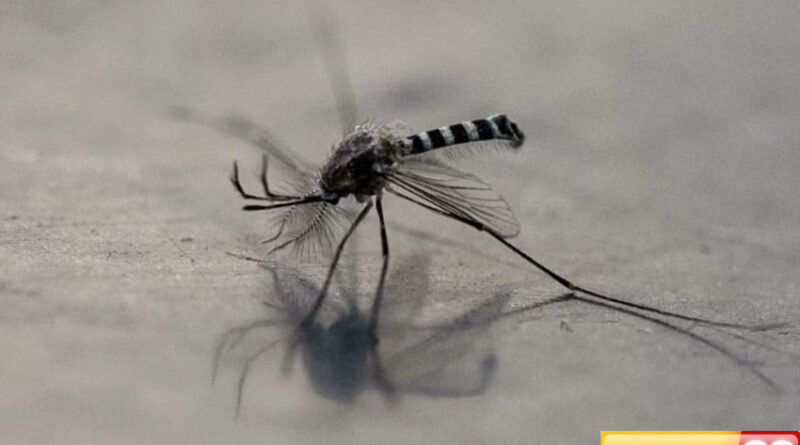 kasus chikungunya di singapura melonjak dua kali lipat pengawasan diperketat