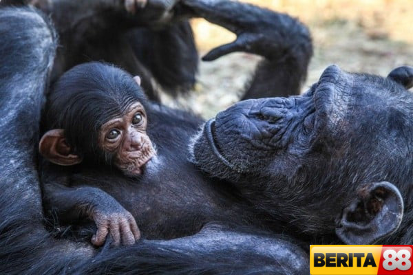 simpanse diklaim mempunyai ketrampilan berbicara seperti manusia